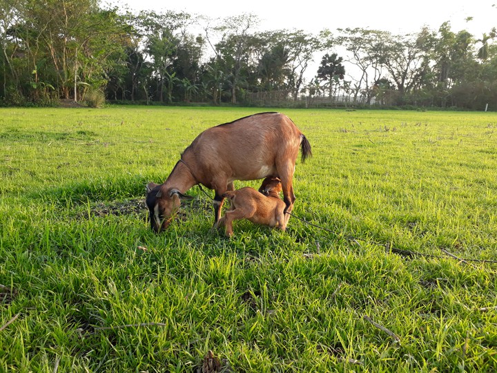 goat feeding calf