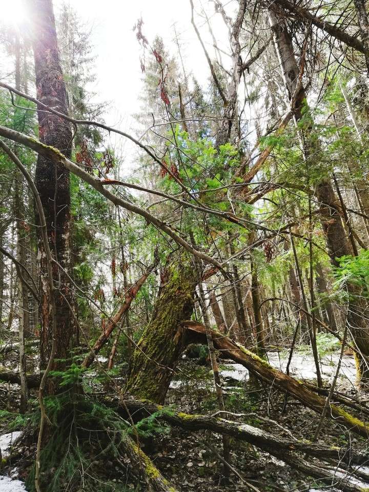 Forest