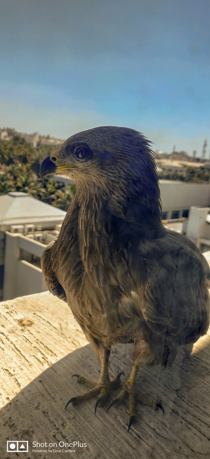 Eagle