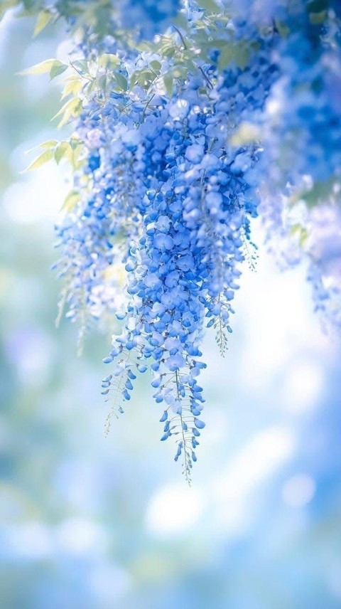 sfondi flower, hydrangeaceae