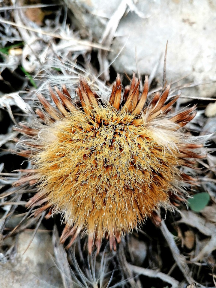 Dried Flower