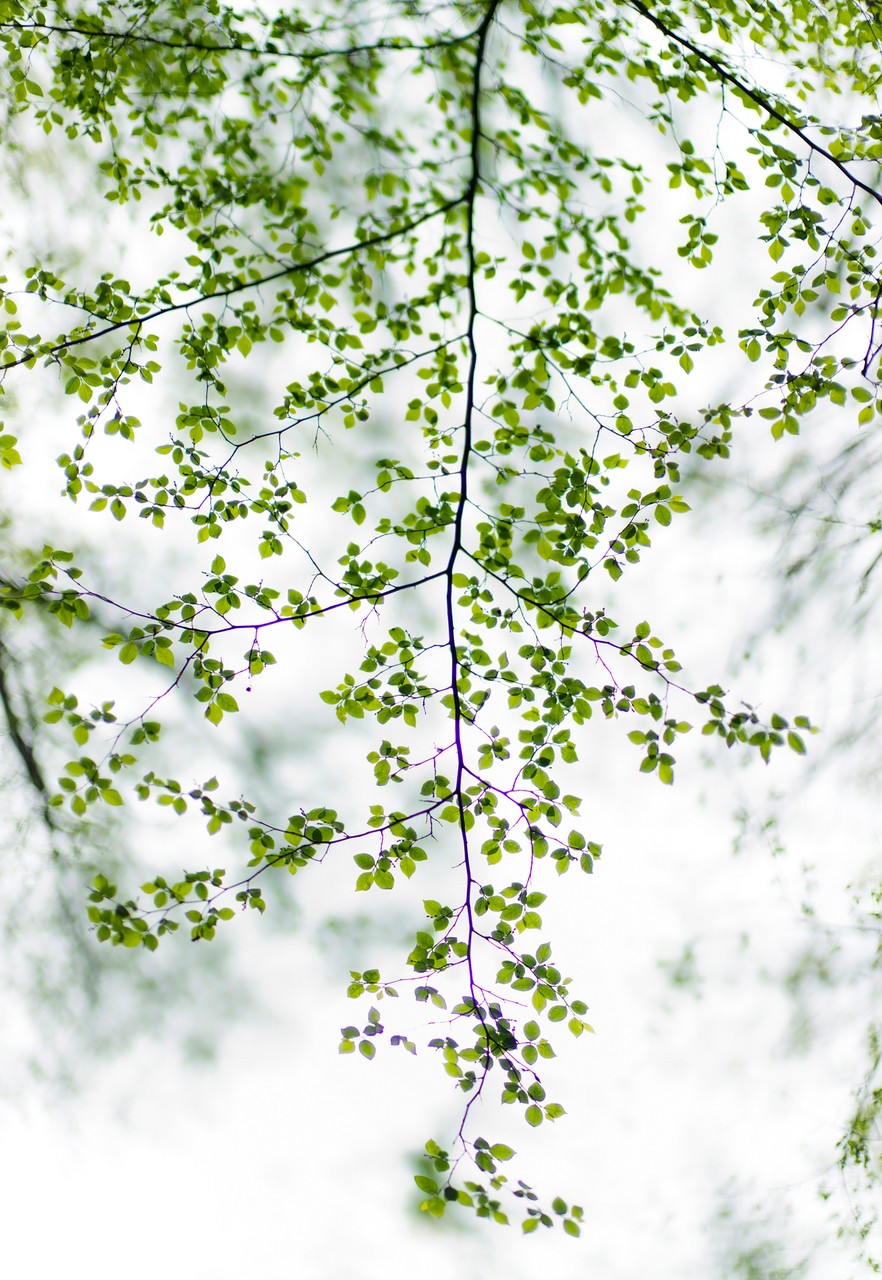 Green Leaves