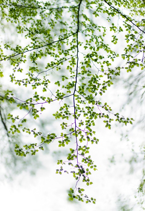 Green Leaves