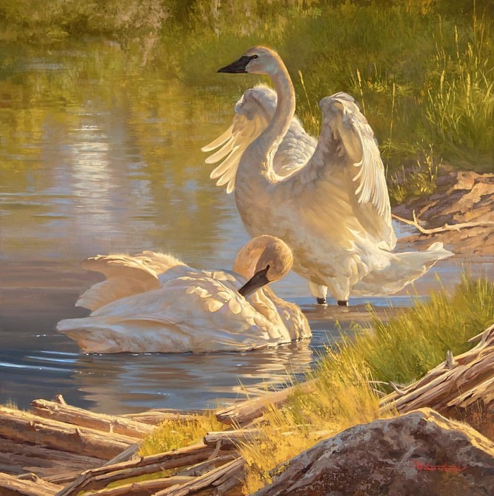 swans