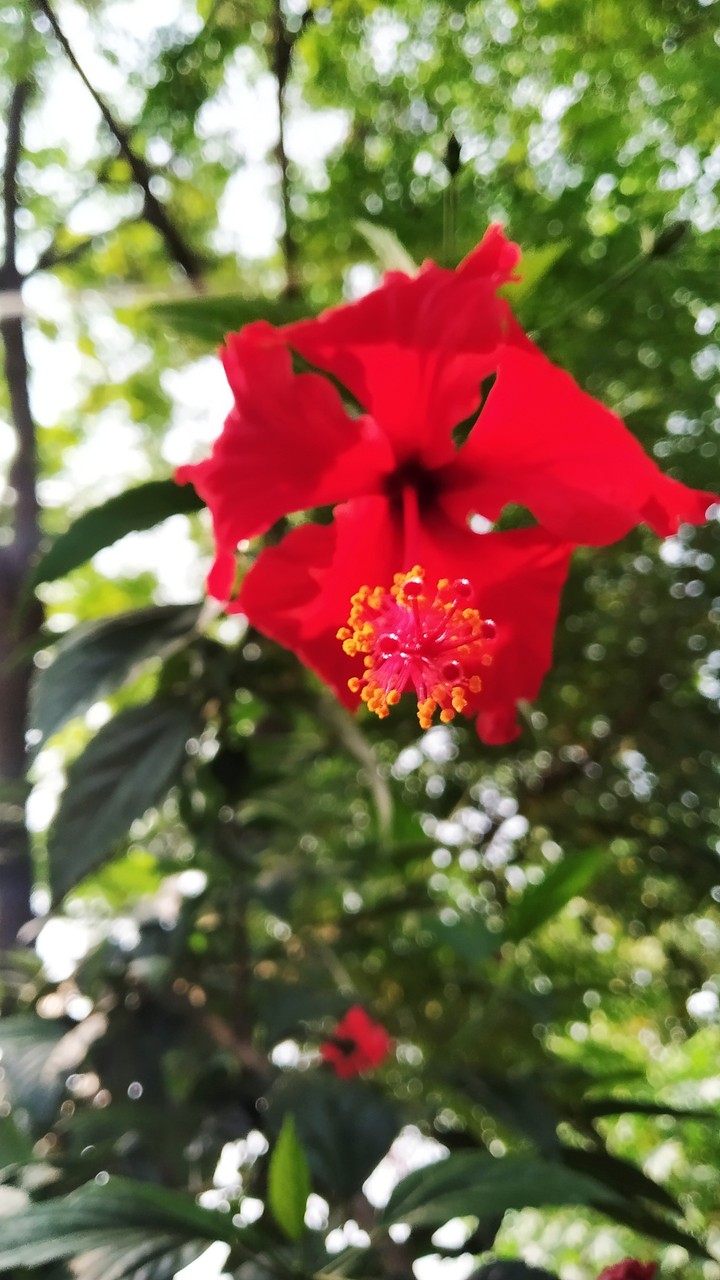 red flower