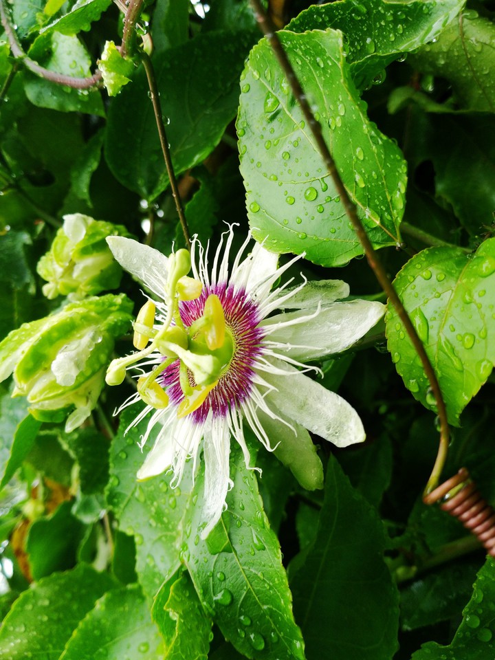 nature