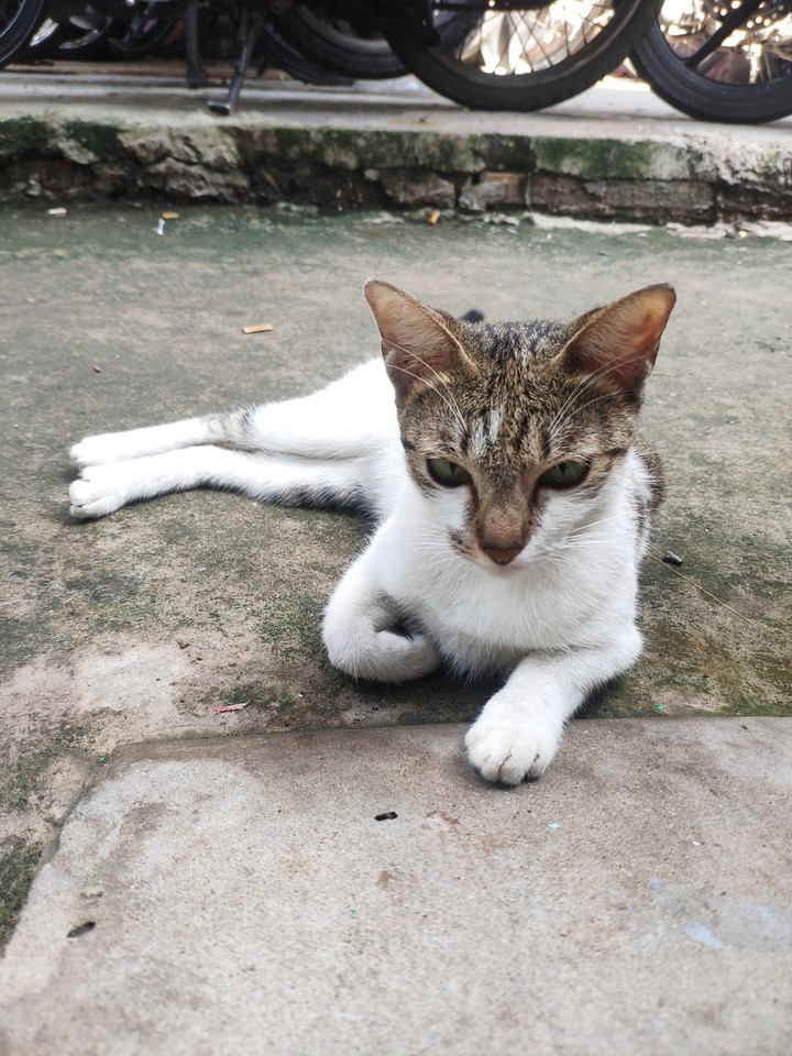 Cat