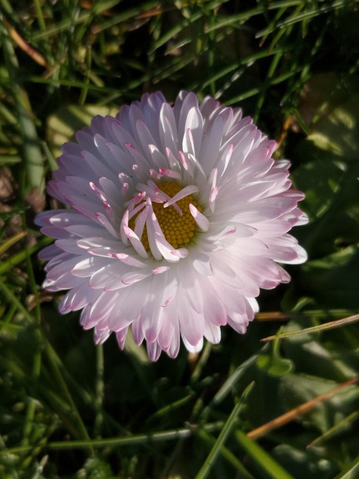Gänseblümchen
