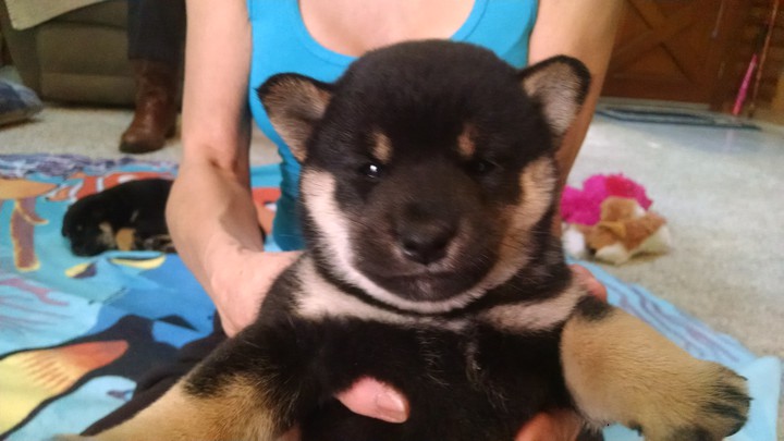 Shiba puppy