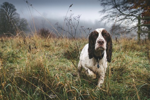 dog