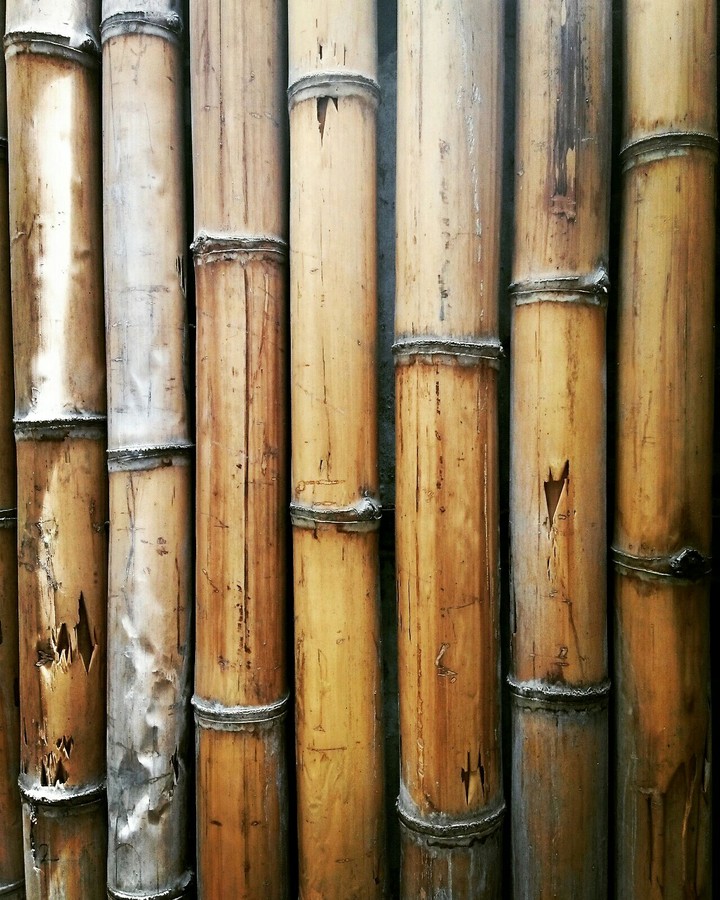 bamboo wall