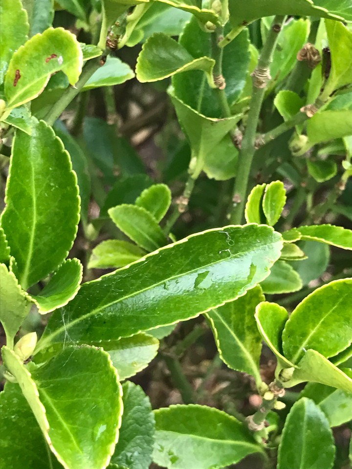 leaves