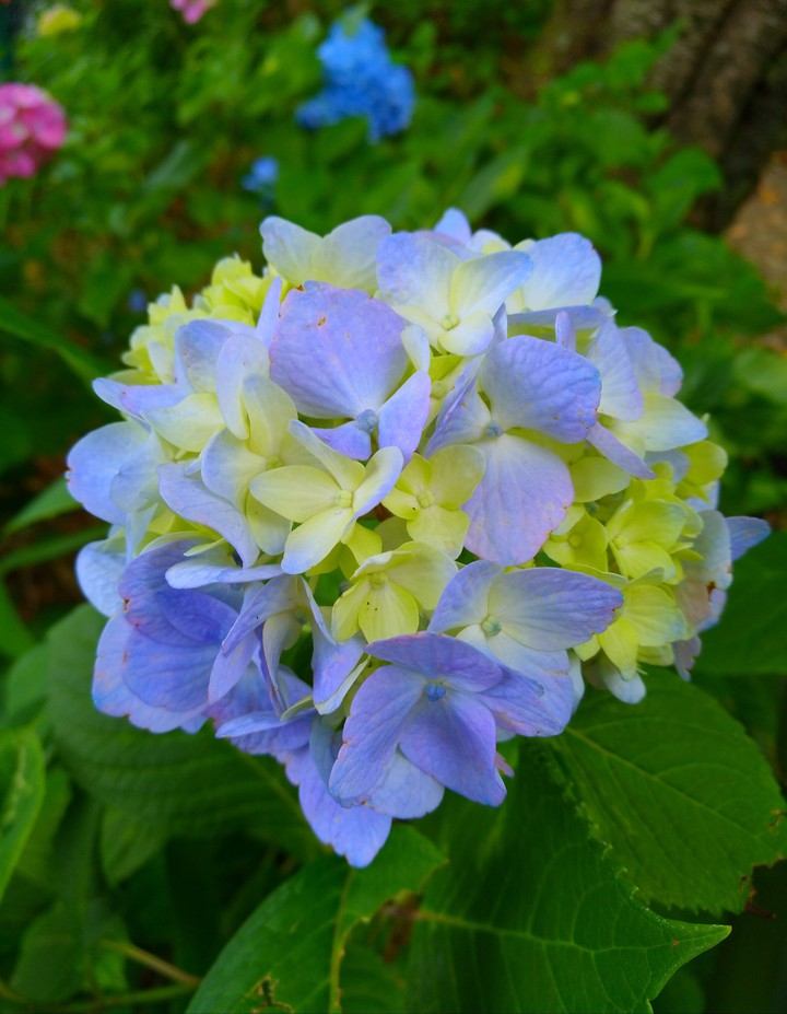 flower of rain