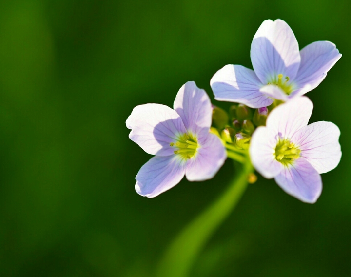 Blume