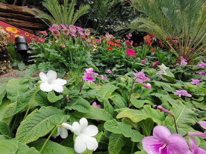 flower bed
