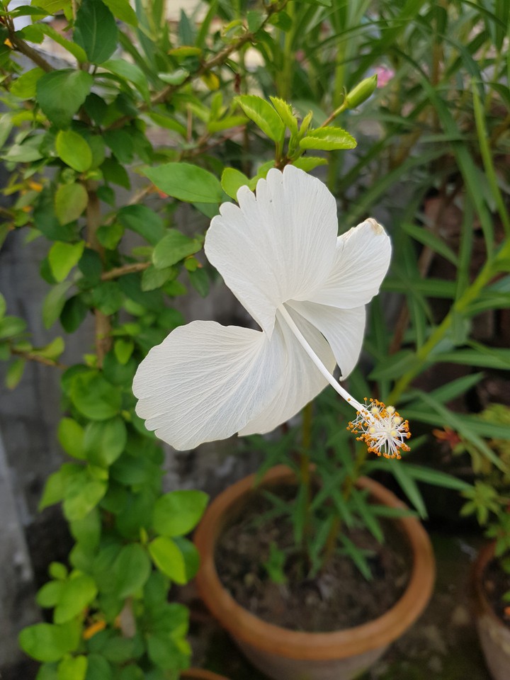 white flower