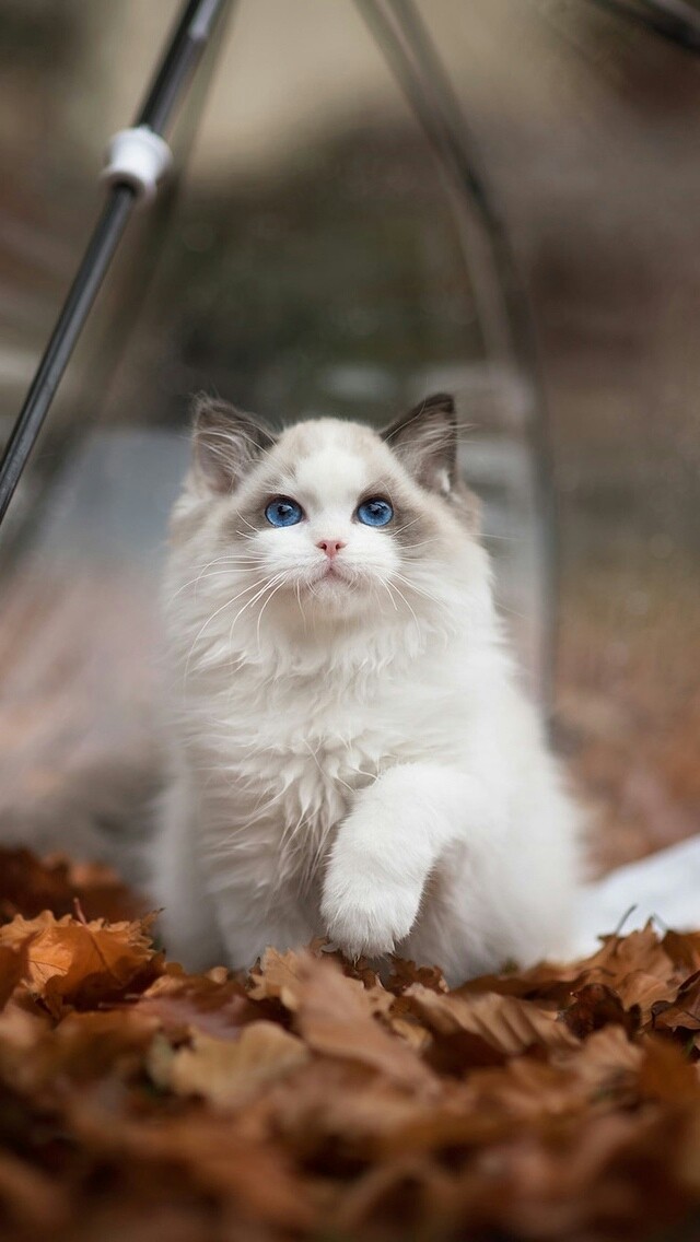 Осенний котик
