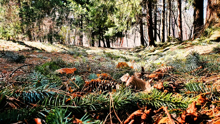 Forest
