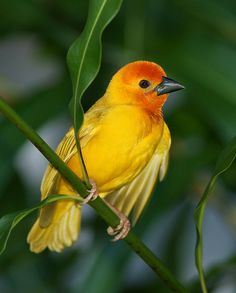 bird