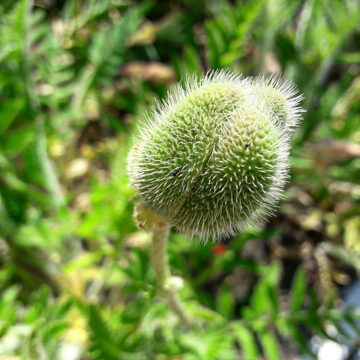 poppy