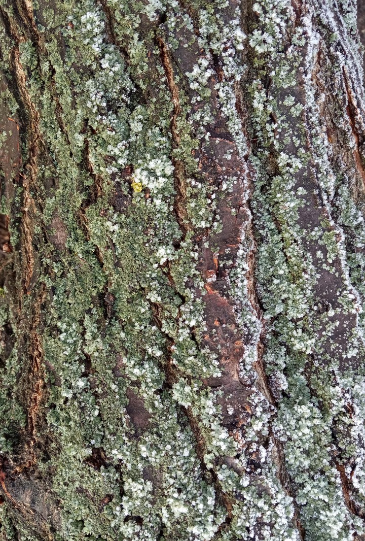 Tree bark