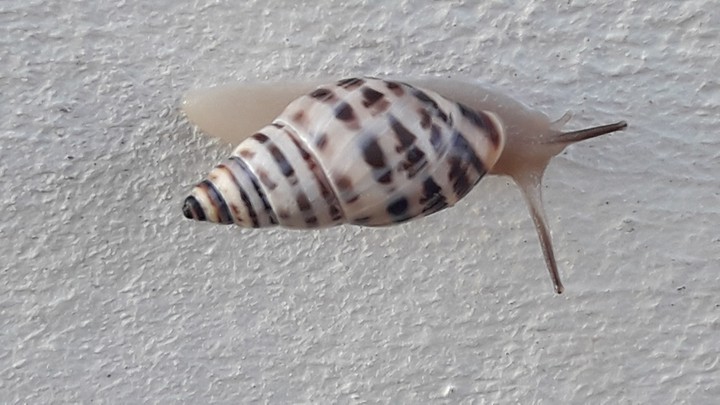 caracola??