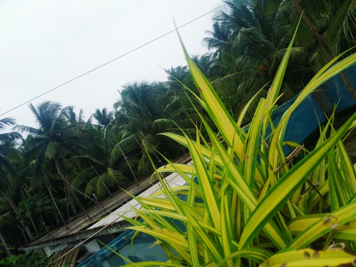 nature