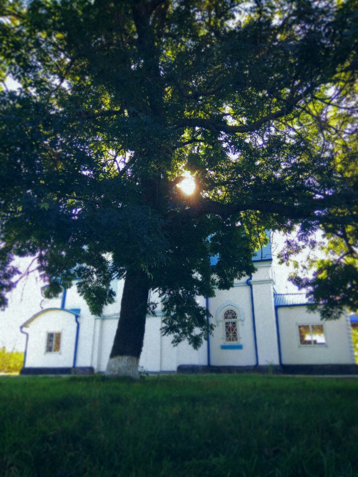 Tree Of Life