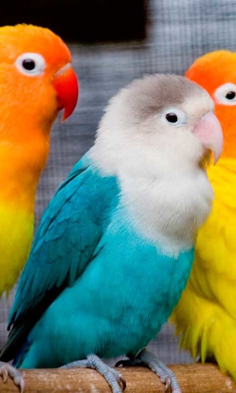 parrots wallpaper