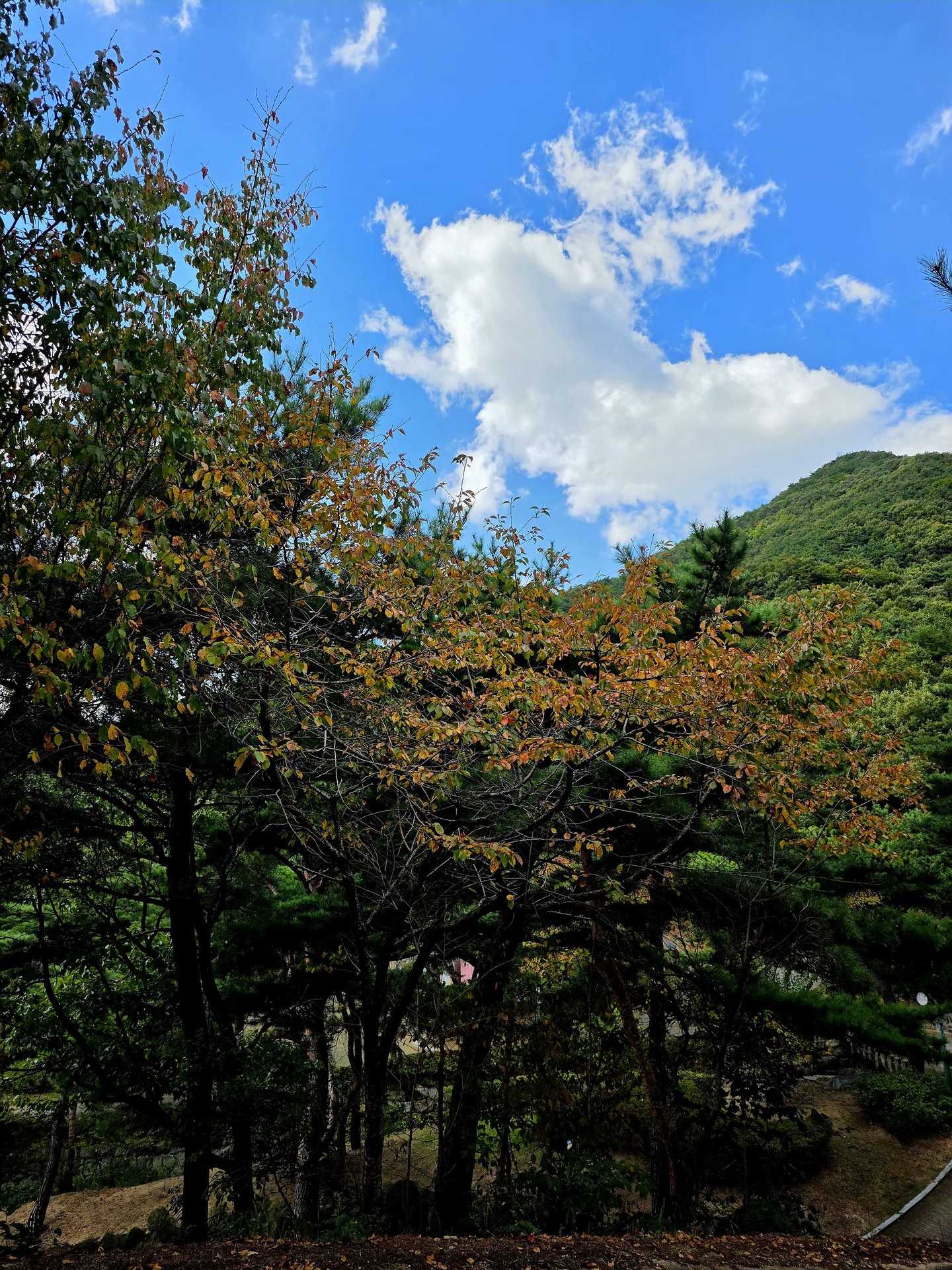 Blue, Yellow, Green
