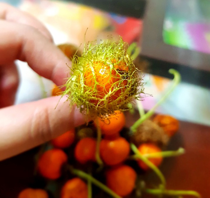Quả bầu đường