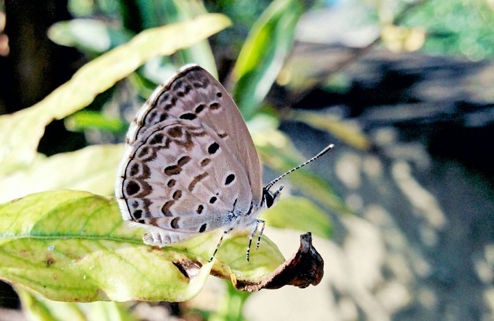 Beautiful butterfly