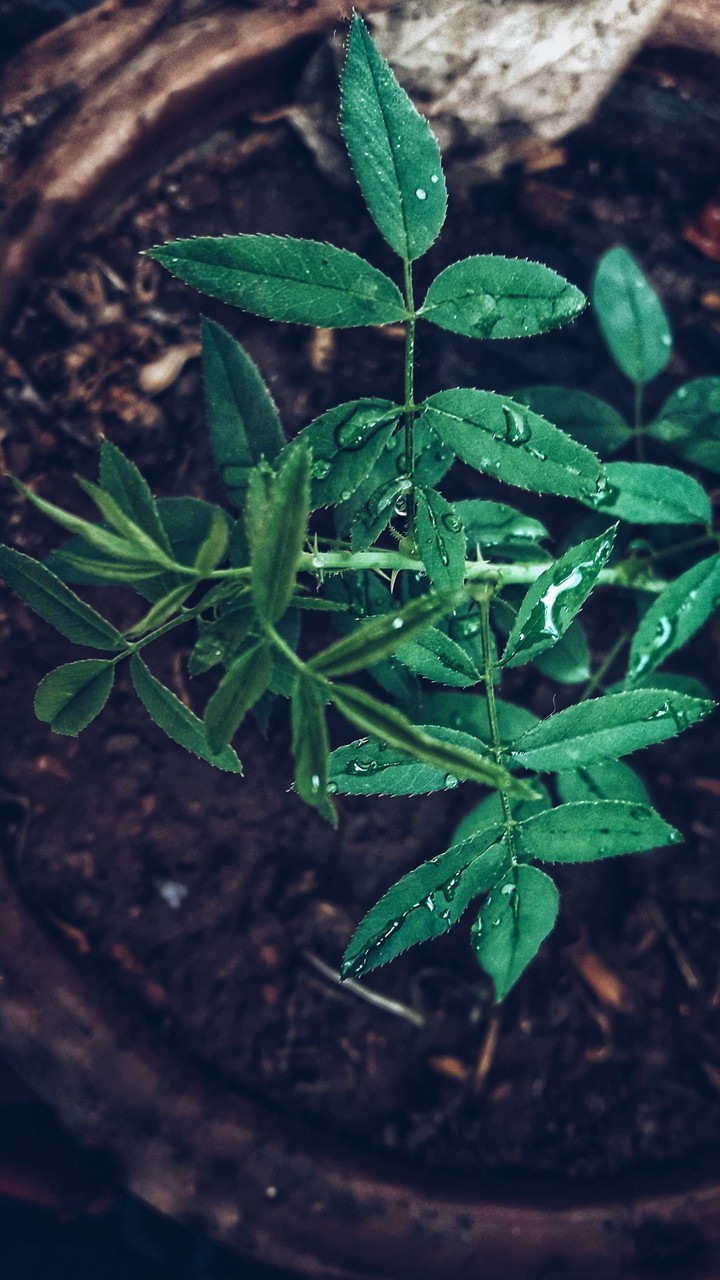 rose leaves...