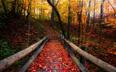 Autumn is a second spring when every leaf is a flower
