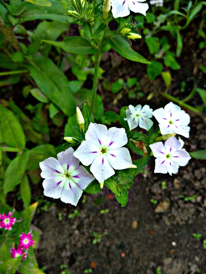 phlox
