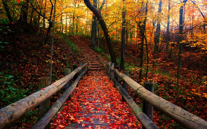 Autumn is a second spring when every leaf is a flower