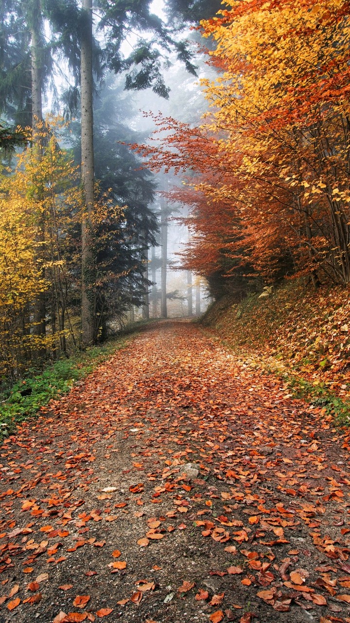 Road
