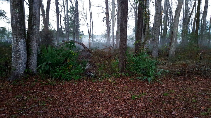 Foggy Day