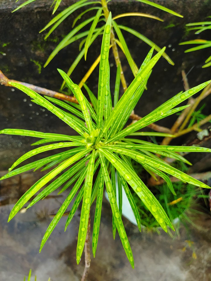 Morning Rain Drops