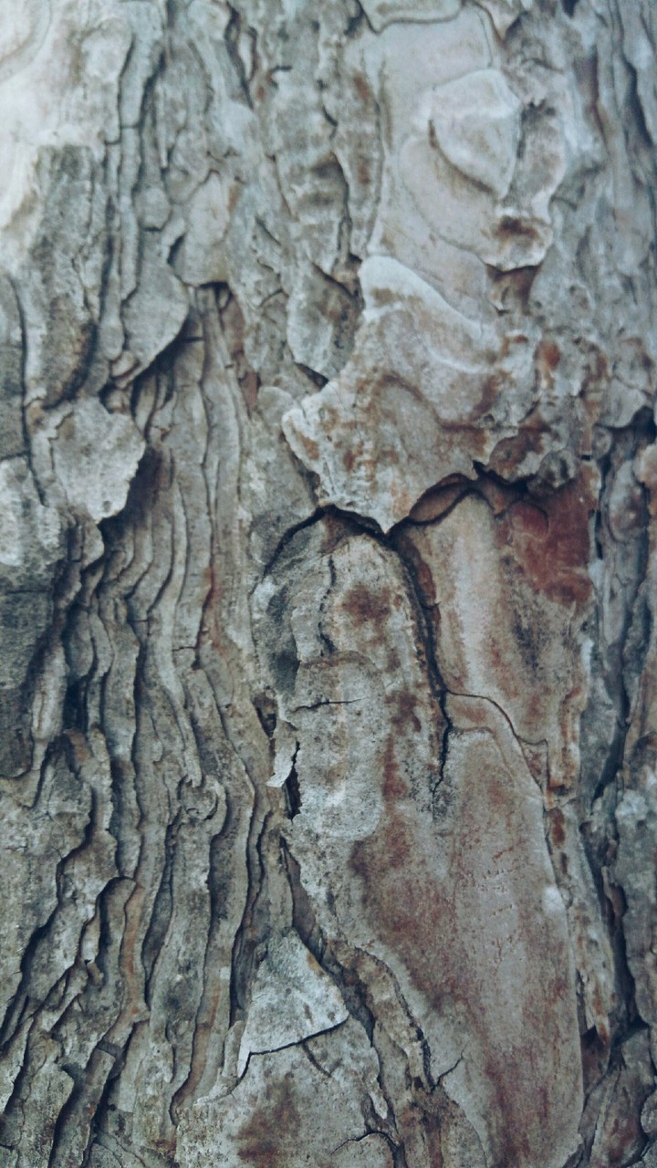 wood background