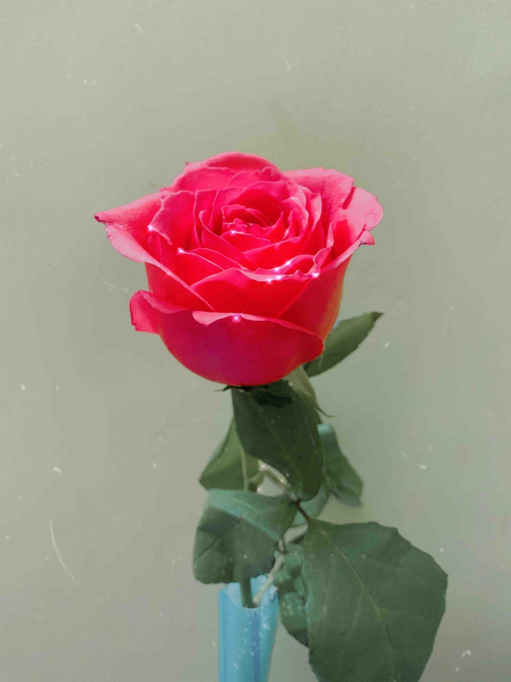 rose