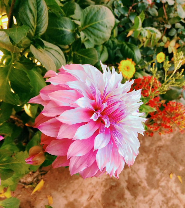 Dahlia...