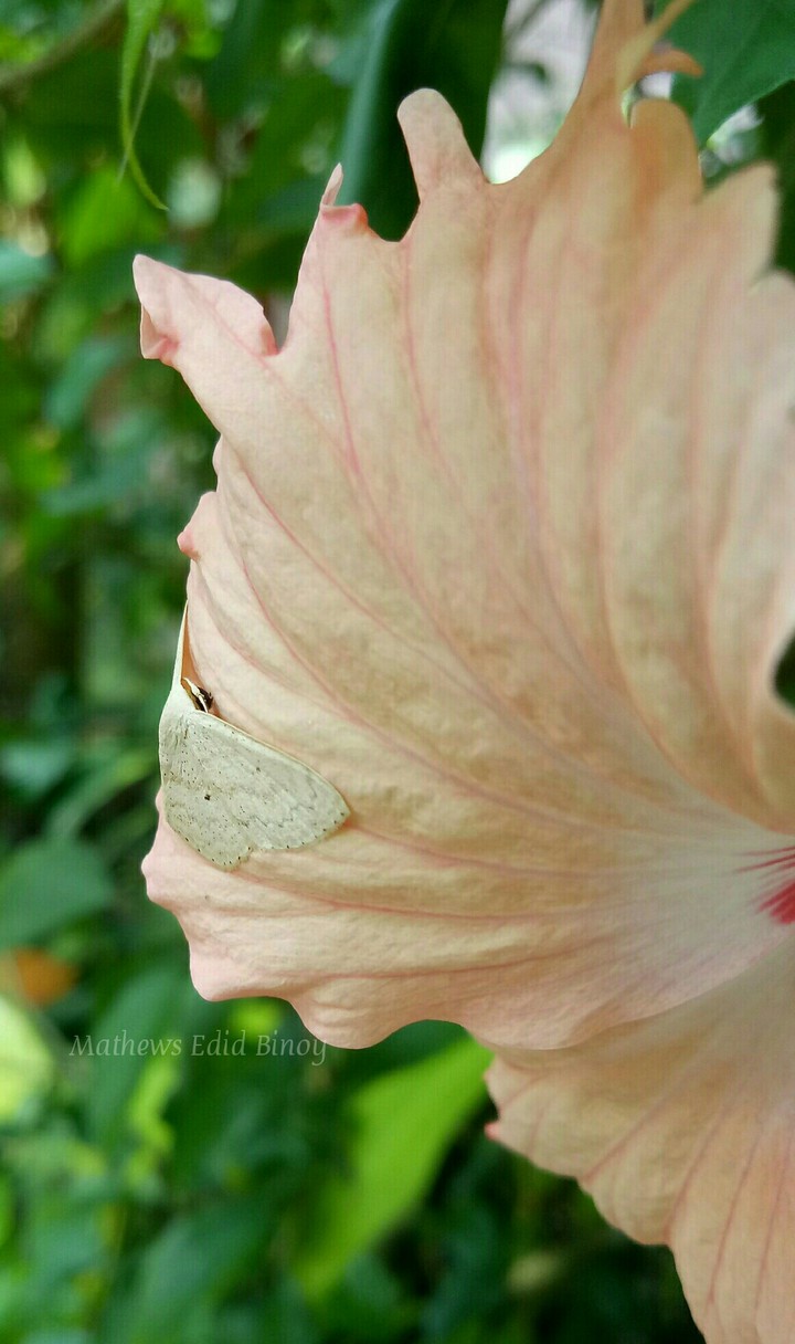 love, hide and seek