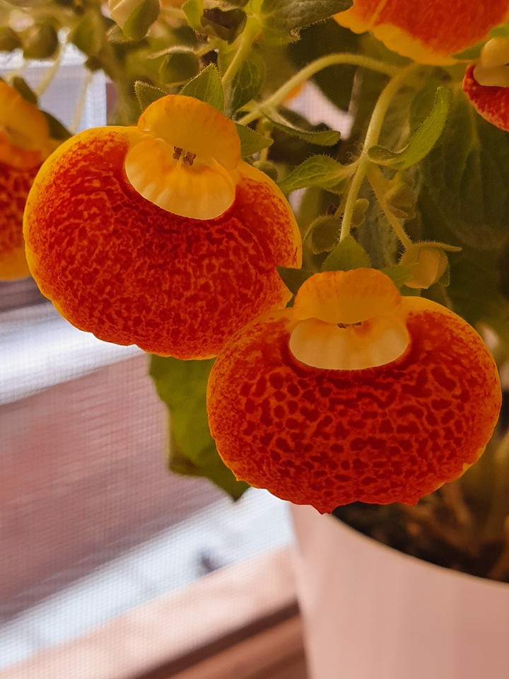 꽃