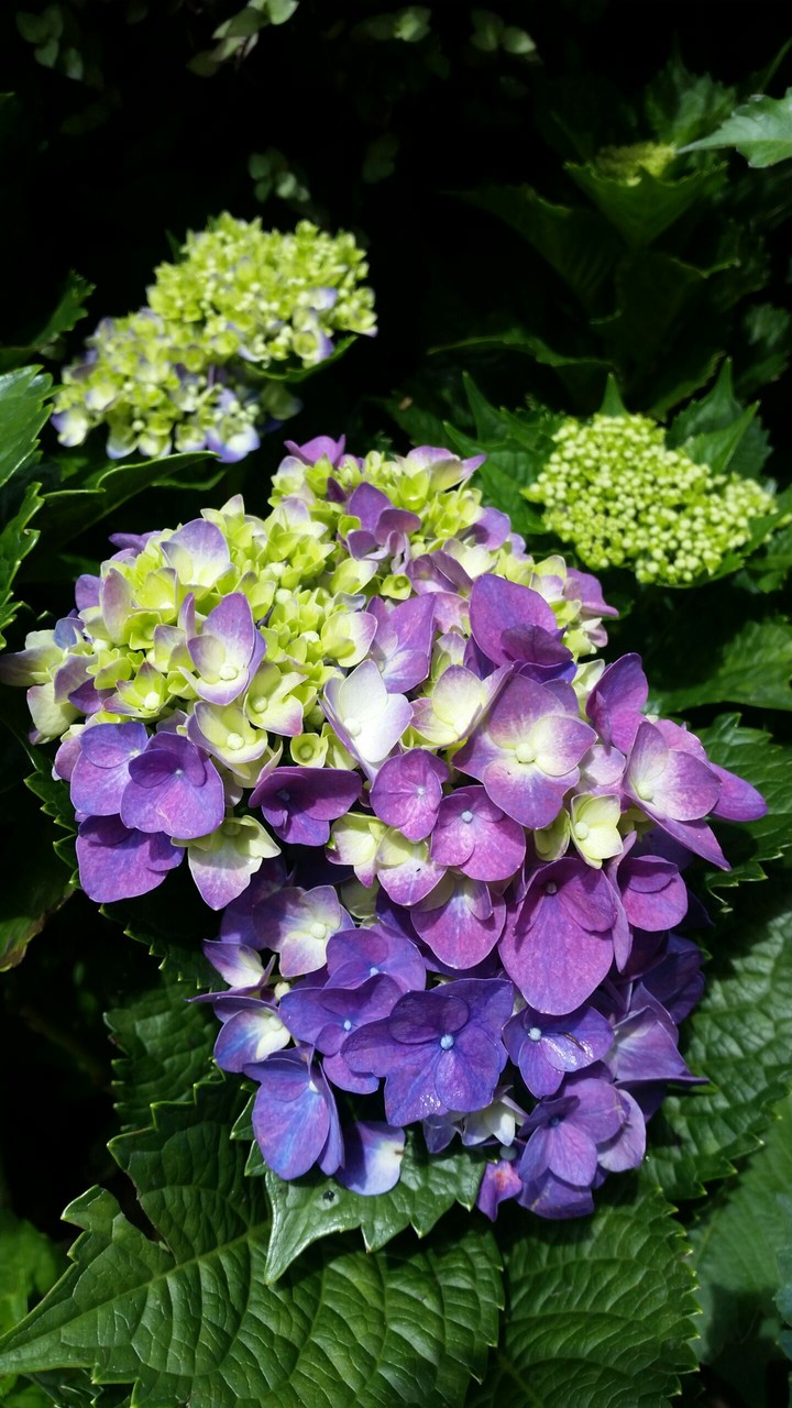 hydrangea