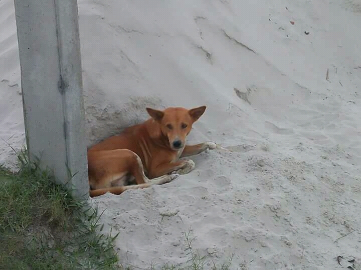 dog