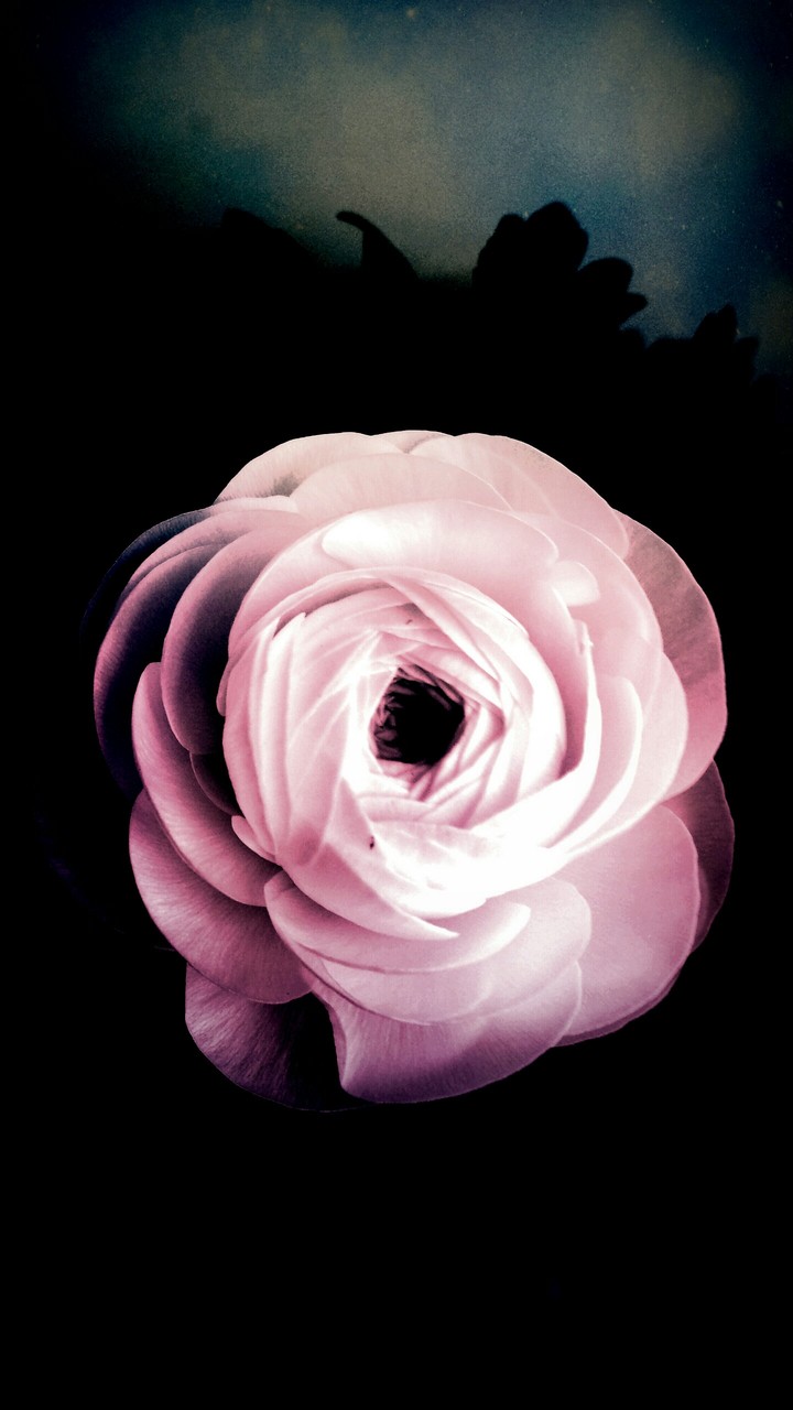 wonderful flower