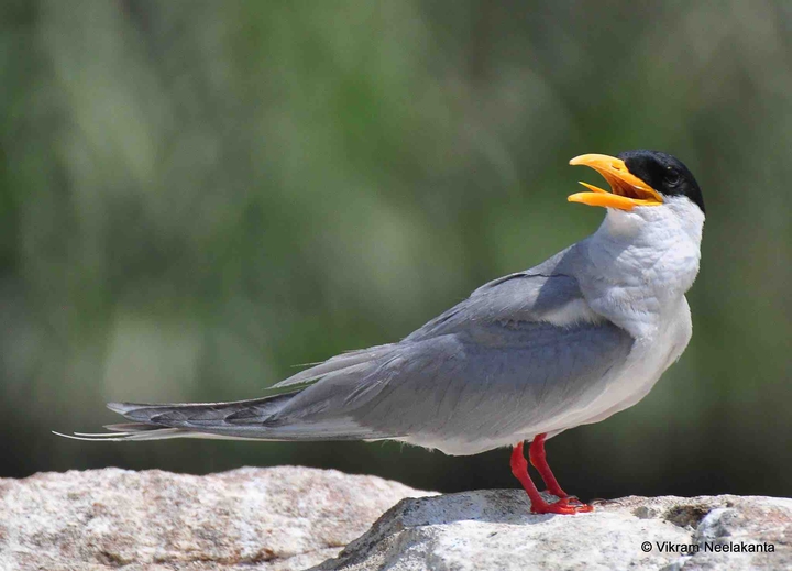 Rivertern