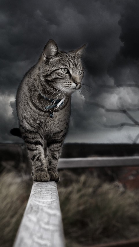 Manolo