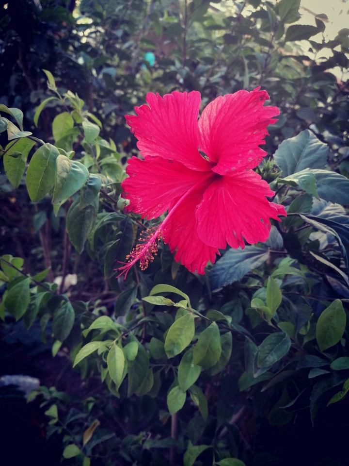 Red Rose